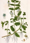 Einzelbild 5 Bachbungen-Ehrenpreis - Veronica beccabunga