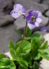 Einzelbild 5 Blattloser Ehrenpreis - Veronica aphylla