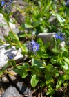 Einzelbild 6 Alpen-Ehrenpreis - Veronica alpina