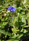 Einzelbild 7 Alpen-Ehrenpreis - Veronica alpina