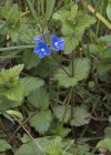 Einzelbild 6 Gamander-Ehrenpreis - Veronica chamaedrys