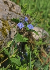 Einzelbild 8 Gamander-Ehrenpreis - Veronica chamaedrys