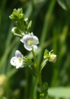 Einzelbild 8 Gewöhnlicher Thymian-Ehrenpreis - Veronica serpyllifolia subsp. serpyllifolia