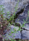 Einzelbild 6 Halbstrauchiger Ehrenpreis - Veronica fruticulosa