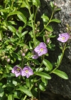 Einzelbild 7 Halbstrauchiger Ehrenpreis - Veronica fruticulosa