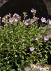 Einzelbild 8 Halbstrauchiger Ehrenpreis - Veronica fruticulosa
