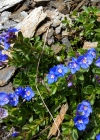 Einzelbild 5 Felsen-Ehrenpreis - Veronica fruticans