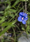 Einzelbild 6 Felsen-Ehrenpreis - Veronica fruticans