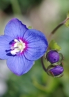 Einzelbild 7 Felsen-Ehrenpreis - Veronica fruticans