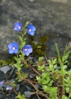 Einzelbild 8 Felsen-Ehrenpreis - Veronica fruticans