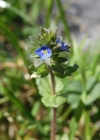 Einzelbild 6 Feld-Ehrenpreis - Veronica arvensis
