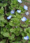 Einzelbild 5 Persischer Ehrenpreis - Veronica persica