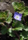 Einzelbild 8 Persischer Ehrenpreis - Veronica persica