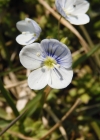 Einzelbild 6 Faden-Ehrenpreis - Veronica filiformis