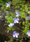 Einzelbild 7 Faden-Ehrenpreis - Veronica filiformis