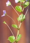 Einzelbild 8 Faden-Ehrenpreis - Veronica filiformis
