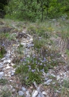 Einzelbild 6 Gemeine Kugelblume - Globularia bisnagarica