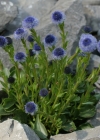Einzelbild 8 Gemeine Kugelblume - Globularia bisnagarica