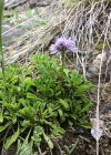 Einzelbild 7 Herzblättrige Kugelblume - Globularia cordifolia