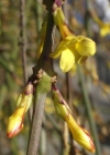 Einzelbild 7 Winter-Jasmin - Jasminum nudiflorum