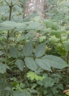 Einzelbild 5 Gemeine Esche - Fraxinus excelsior