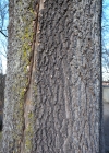 Einzelbild 8 Gemeine Esche - Fraxinus excelsior