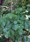 Einzelbild 5 Manna-Esche - Fraxinus ornus