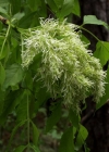 Einzelbild 7 Manna-Esche - Fraxinus ornus