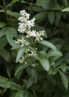 Einzelbild 5 Gemeiner Liguster - Ligustrum vulgare