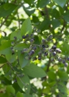 Einzelbild 6 Gemeiner Liguster - Ligustrum vulgare