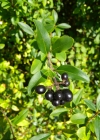 Einzelbild 7 Gemeiner Liguster - Ligustrum vulgare
