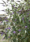 Einzelbild 4 Schmetterlingsstrauch - Buddleja davidii