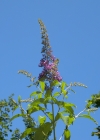 Einzelbild 5 Schmetterlingsstrauch - Buddleja davidii