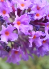 Einzelbild 6 Schmetterlingsstrauch - Buddleja davidii