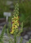 Einzelbild 7 Dunkle Königskerze - Verbascum nigrum
