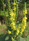 Einzelbild 8 Dunkle Königskerze - Verbascum nigrum