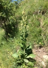Einzelbild 7 Lampen-Königskerze - Verbascum lychnitis