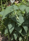 Einzelbild 5 Knotige Braunwurz - Scrophularia nodosa