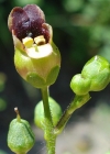 Einzelbild 6 Knotige Braunwurz - Scrophularia nodosa