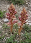 Einzelbild 5 Thymian-Würger - Orobanche alba