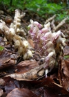 Einzelbild 6 Schuppenwurz - Lathraea squamaria