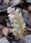 Einzelbild 7 Schuppenwurz - Lathraea squamaria