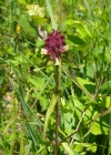 Einzelbild 6 Kamm-Wachtelweizen - Melampyrum cristatum