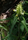 Einzelbild 8 Kamm-Wachtelweizen - Melampyrum cristatum