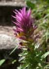 Einzelbild 5 Acker-Wachtelweizen - Melampyrum arvense