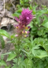 Einzelbild 6 Acker-Wachtelweizen - Melampyrum arvense