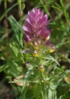 Einzelbild 7 Acker-Wachtelweizen - Melampyrum arvense