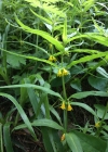 Einzelbild 6 Wald-Wachtelweizen - Melampyrum sylvaticum