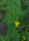 Einzelbild 7 Wald-Wachtelweizen - Melampyrum sylvaticum