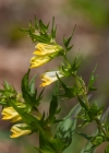 Einzelbild 5 Wiesen-Wachtelweizen - Melampyrum pratense
